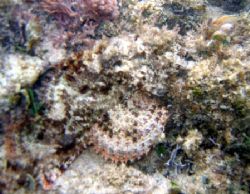 Spotted Scorpionfish, Excellent Camoflauge. Canon A95 by Robert Verkoeyen 